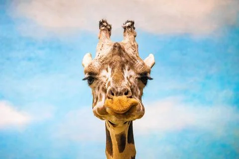Close up funny looking giraffe head portrait Stock Photos