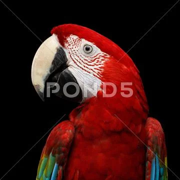 Close-up Funny portrait Green-winged macaw, Ara chloroptera, isolated black Stock Photos
