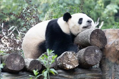 Close up Funny Pose of Sleeping Panda, Shenshuping Panda Base , China Stock Photos