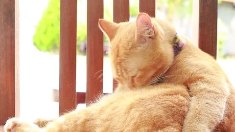Close up funny small cat Stock Footage 84290955