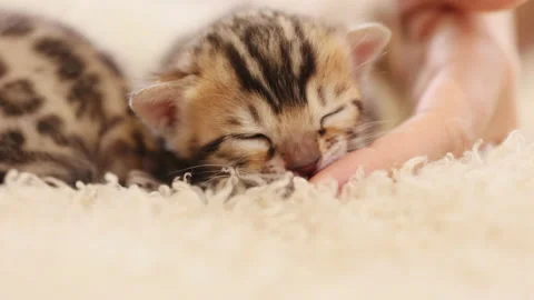 Close up funny small striped kitten lies in bed woman hands plays with cat. Cute Stock Footage 210822731