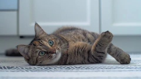 Close-up of the funny tabby cat playing with a yellow ball in the white interior Video stock 115091974