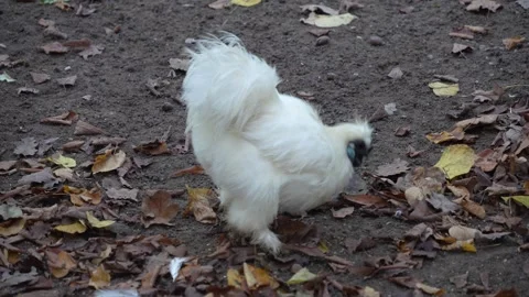 Close up of a  funny white chicken Stock Footage 292321197