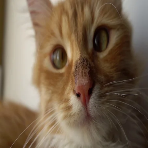 Close up of a funny young cat looking at camera through the tulle 스톡 동영상 69337334