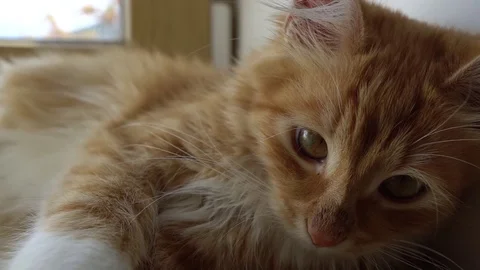 Close up of a funny young cat lying at the windsill. Kitten sleeps Stock Footage 69835049