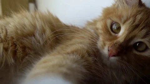 Close up of a funny young cat lying at the windsill and playing with camera 스톡 동영상 69835187