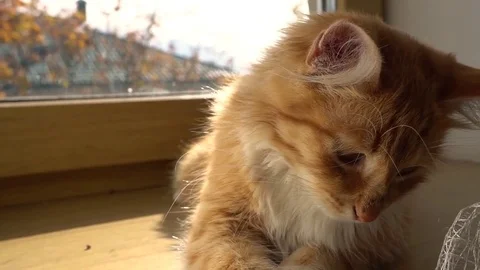 Close up of a funny young cat lying at the windsill. Kitten sleeps Stockbeeldmateriaal 69875853