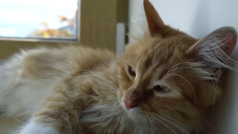 Close up of a funny young cat lying at the windsill. Kitten sleeps Stock-Footage 69876007