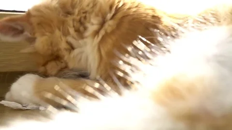 Close up of a funny young cat lying at the windsill and playung with piece of Stock Footage 69876387