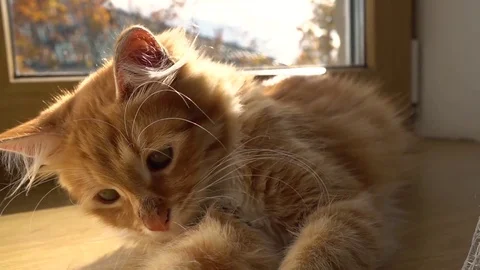 Close up of a funny young cat lying at the windsill. Kitten sleeps Stock Footage 69876457