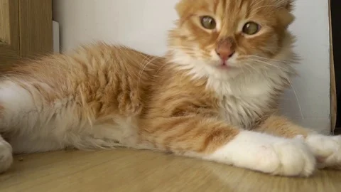 Close up of a funny young cat lying at the windsill and playung with piece of Stock-Footage 69878586