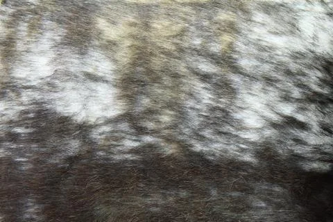 Close-up of fur background Stock Photos