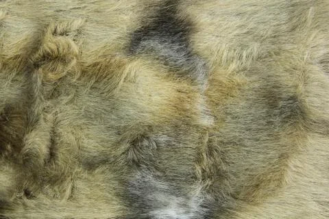 Close-up of fur background Stock Photos