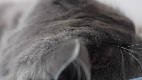 Close-up of the fur of a gray cat, the cat is stroking his mistress. The cat Stock Footage 161361549