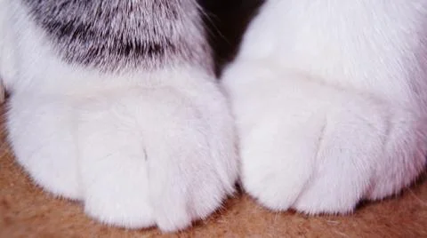 Close up of fur hat Stock Photos