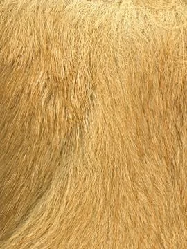 Close-up of fur Stock Photos