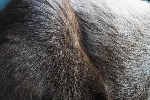 Close up of a fur Stock Photos