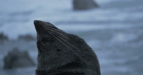 A close up on a fur seal's head with long whiskers and ear visible Stock Footage 121185065