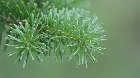 Close up fur in spring Stock Footage 35654415