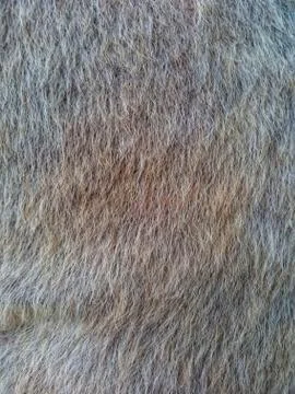 Close up of fur texture Stock Photos