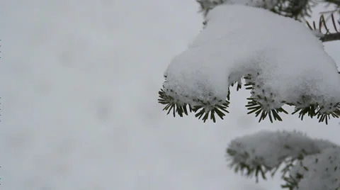 Close up fur in winter Stock Footage 35654185