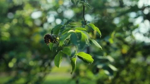 Close Up Of Future Crop Of Dog-Rose Stock Footage 92387429