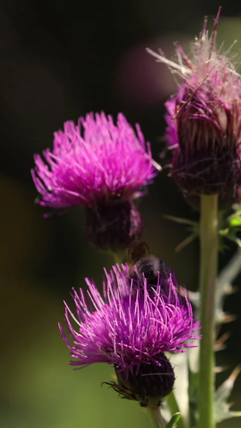 Close Up Of A Fuzzy Bumblebee Collecting Nectar And Pollinating A Vibrant Purple Video stock 314671256