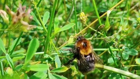 Close-up of a fuzzy bumblebee crawling on green stems and leaves in sunlight 스톡 동영상 340447631