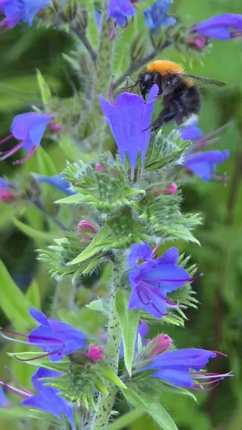 Close-up of a fuzzy bumblebee pollinating vibrant purple flower Stock Footage 337951112
