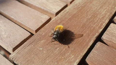 Close-Up of a Fuzzy Bumblebee Resting on Warm Wooden Planks in Natural Sunlight Stock-Footage 331810973