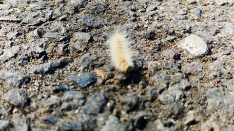 Close up of Fuzzy Caterpillar on concrete Stock Footage