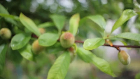 Close-up of fuzzy peach drupes developing on a tree in spring. Vídeo Stock 334690833
