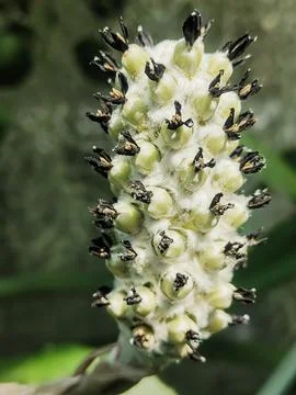 Close-up of a fuzzy plant spike with developing green seed pods and dark st.. Stock Photos