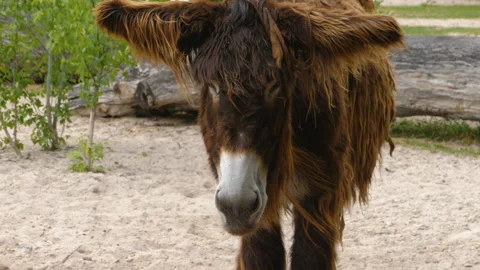 Close up of fuzzy Poitou donkey Vidéo 131410177