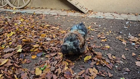 Close up of fuzzy rooster Stock Footage 291713022