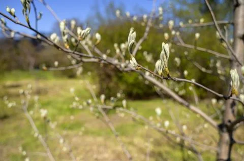 Close-up of fuzzy silver-green tree buds during a bright spring day Stock Photos