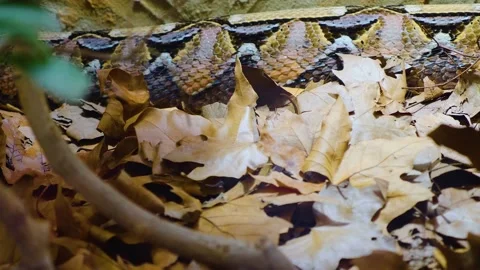 Close up of Gaboon Viper Stock Footage 144481983