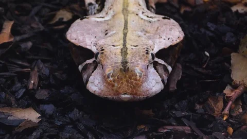 Close up of Gaboon Viper snake Stock Footage 119444064