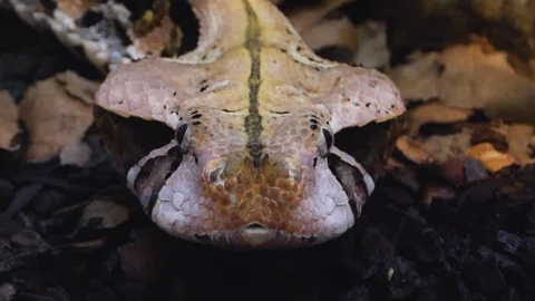 Close up of Gaboon Viper snake Stock Footage 119444306