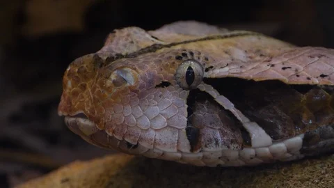 Close up of Gaboon Viper snake Stock Footage 119444526
