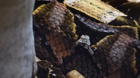 Close up of Gaboon Viper snake Video stock 119444549