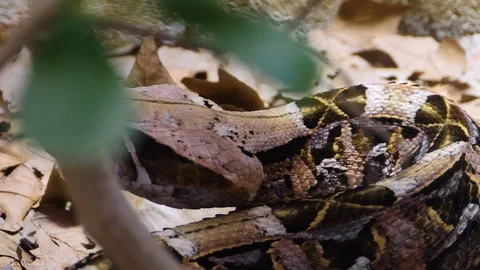 Close up of Gaboon Viper snake Stock Footage 119444704