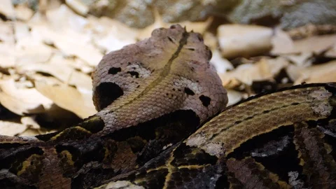 Close up of Gaboon Viper snake Stock Footage 119444803