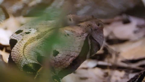 Close up of Gaboon Viper snake Stock Footage 119445059