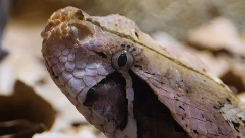 Close up of Gaboon Viper snake Stock Footage 119445173