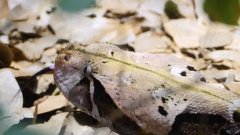 Close up of Gaboon Viper snake Video stock 119445181