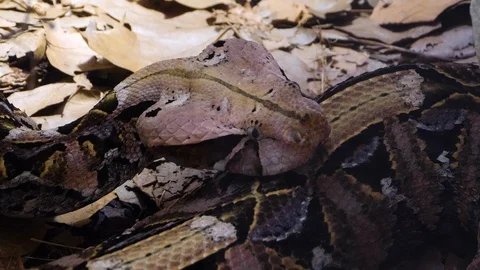 Close up of Gaboon Viper snake Stock Footage 119445447