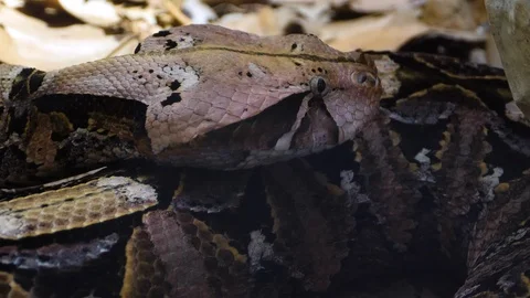 Close up of Gaboon Viper snake Stock Footage 119445562
