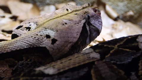 Close up of Gaboon Viper snake Stock Footage 119445800