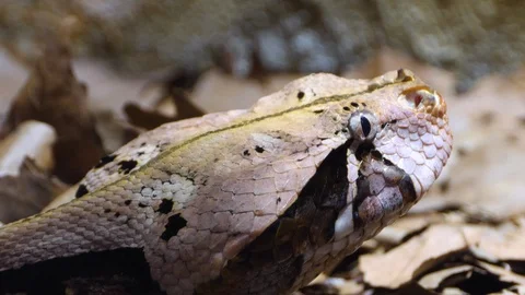 Close up of Gaboon Viper snake Stock-Footage 119445821